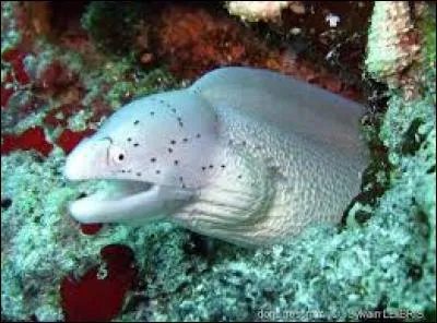 Les murènes ont des dents dites...