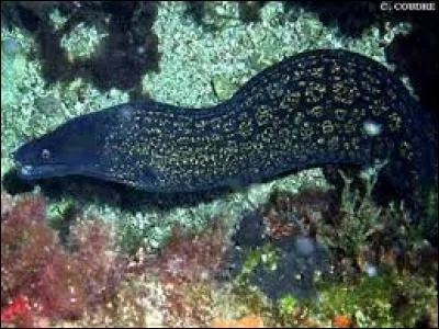 Combien peut-on trouver d'espèces de murènes dans le monde ?