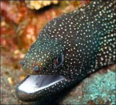 Cette murène à l'intérieur de la gueule blanche s'appelle :