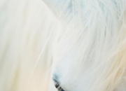 Quiz Robe des chevaux