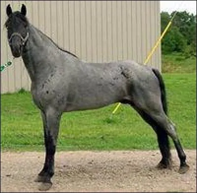 Ce cheval a les poils gris, les crins noirs. Il est donc de robe :
