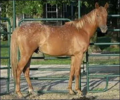 On aperçoit de minuscules petites taches sur la croupe de ce cheval, elles sont blanches. Ce cheval est de robe...
