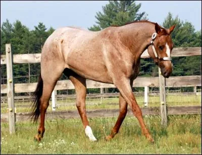Ce cheval ne peut être que de robe (...) étant donné qu'il a les crins marrons.