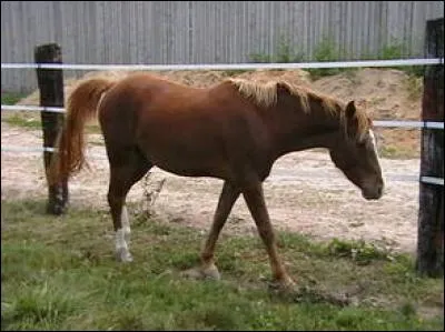 Et ce cheval ?