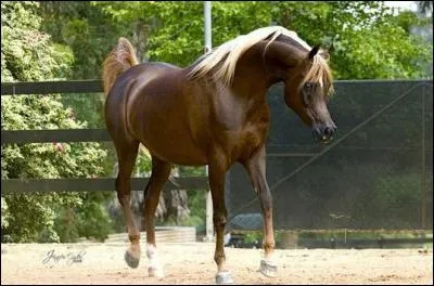 Ce cheval est marron foncé avec les crins clairs. Il est de robe :