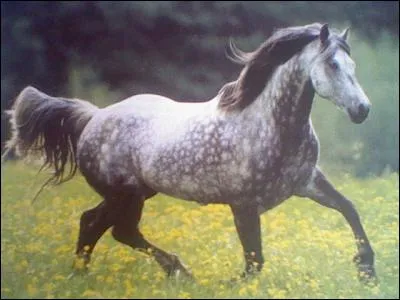 Ce cheval a pour robe :