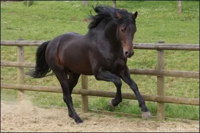Ce cheval est marron foncé avec son nez qui est marron. Il est donc :