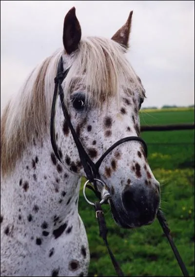 La robe de ce cheval possède des petites taches plus ou moins rondes. On appelle cela une robe (le terme exacte ^^) :