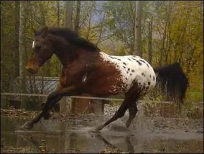 Ce cheval a la crinière noire et des poils marron, possède une grande cape blanche sur les fesses elles-mêmes recouverte de petites taches de la couleur de base. Comment appelle-t-on cette robe ?