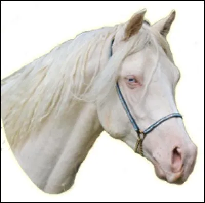 Un cheval ayant les yeux clairs et le nez rose est forcément :
