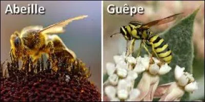 Comment se dit le mot "abeille" ? Et le mot "guêpe" ?