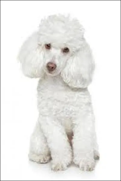 Quelle est la race du chien sur la photo ?