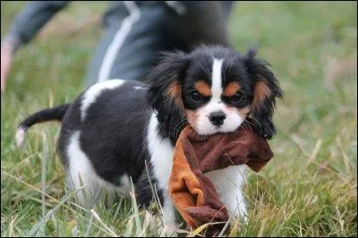 Quelle est la race du chien sur la photo ?