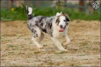 Quelle est la race du chien sur la photo ?