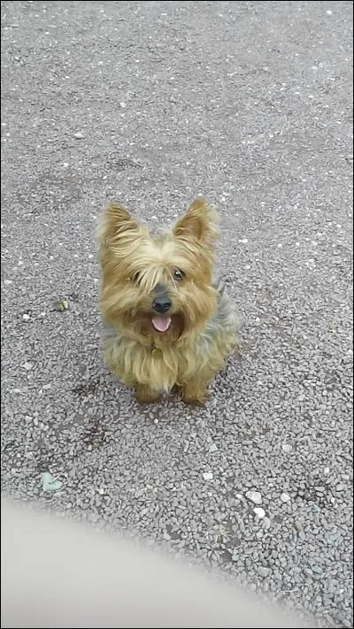Quelle est la race du chien sur la photo ?