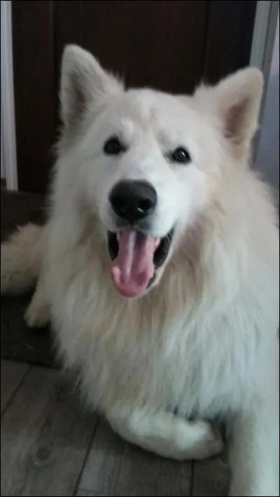 Quelle est la race du chien sur la photo ?