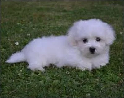 Quelle est la race du chien sur la photo ?