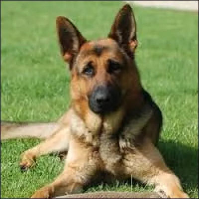 Quelle est la race du chien sur la photo ?