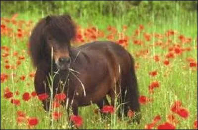 Quel est le nom de cet animal ?