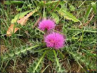 Que dit-on d'une plante sans tige ou avec une très courte tige ?