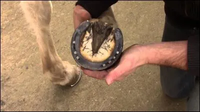 Que ne faut-il pas curer sous le sabot d'un cheval ?