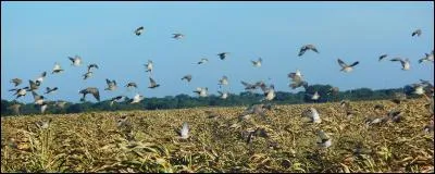 Sournoisement, l'oiseau est venu se mélanger aux trois autres !