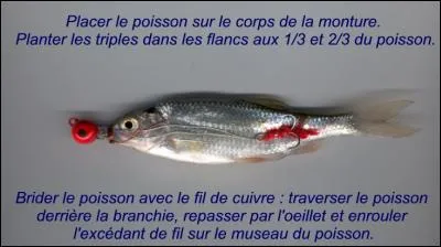 On pêche l'intrus, entre autres, au poisson mort manié !