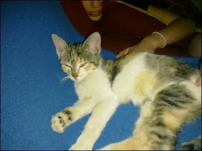 Combien de petits peut avoir une chatte ?