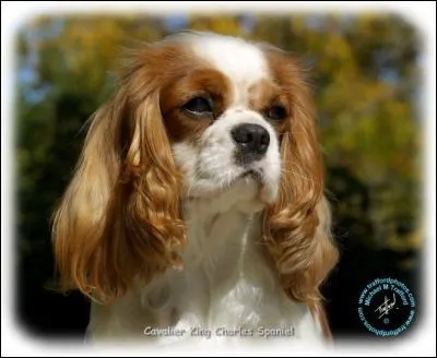 Quelle est la race de ce chien ?