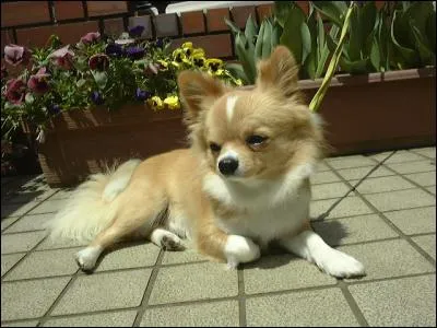 Quelle est la race de ce chien ?