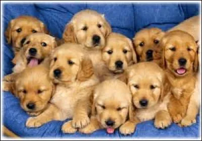 Comment appelle-t-on le petit du chien ?