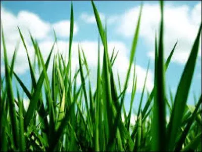 Vrai ou faux ? On constate une diminution des aliments d'origine végétale, et une augmentation des viandes dans le monde et en France.