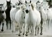 Quiz Galop 4