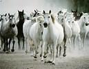 Quiz Galop 4
