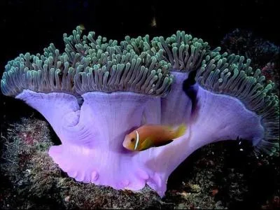 Une ex-premi&egrave;re dame de France !