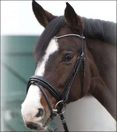 Quelle partie du filet est dans la bouche du cheval ?