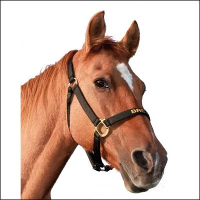 Laquelle de ces parties du cheval est fausse ?