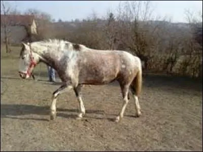 Le pas est une allure à ...