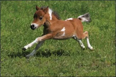 Le galop est une allure à...