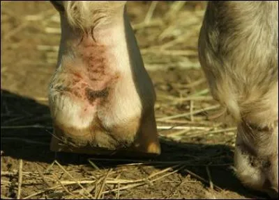 Comment appelle-t-on une blessure aux membres ?