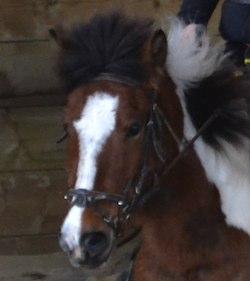 Quiz Galop 3