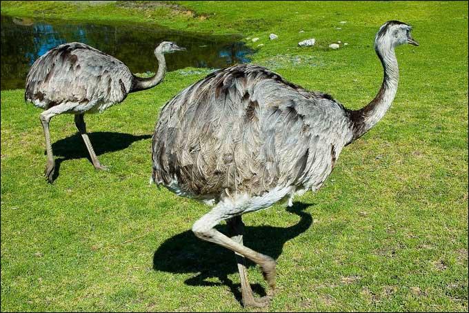 quel est animal que je suis