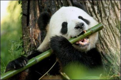 Mon épais pelage noir et blanc me protège du froid des forêts de montagnes de Chine. Je mastique une grosse quantité de tiges de bambou. Qui suis-je ?
