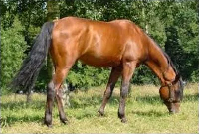 Comment se nomme la jument bai cerise en photo ?