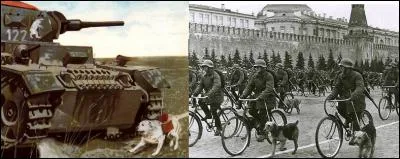 En 1924, les soviétiques étudièrent une arme que certains considèrerons comme ignobles ! Le but était de détruire un objet ennemi en mouvement. Le problème est que cette arme utilisait un être vivant.
Quelle est cette arme ?