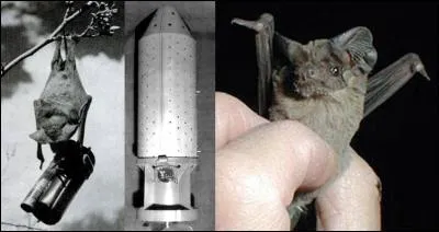 La SPA américaine aurait pu « gueuler » contre l'utilisation de cet animal pendant le conflit. Mais, elle n'a pas eu à le faire, une arme terrible ayant obligé le Japon à capituler !
Quel est cet « animal-arme » ?