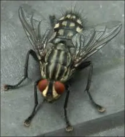 Combien de jours vit une mouche (femelle) ?