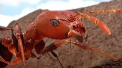 Combien y a-t-il d'esp&egrave;ces de fourmis ?