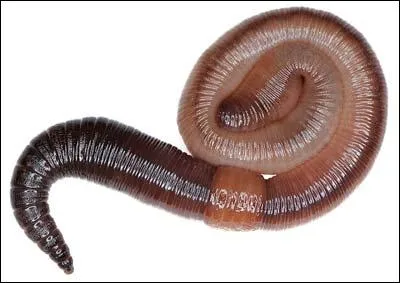 Le ver de terre est inoffensif.