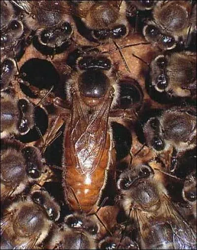 La reine des abeilles est choisie par les abeilles ouvri&egrave;res.
